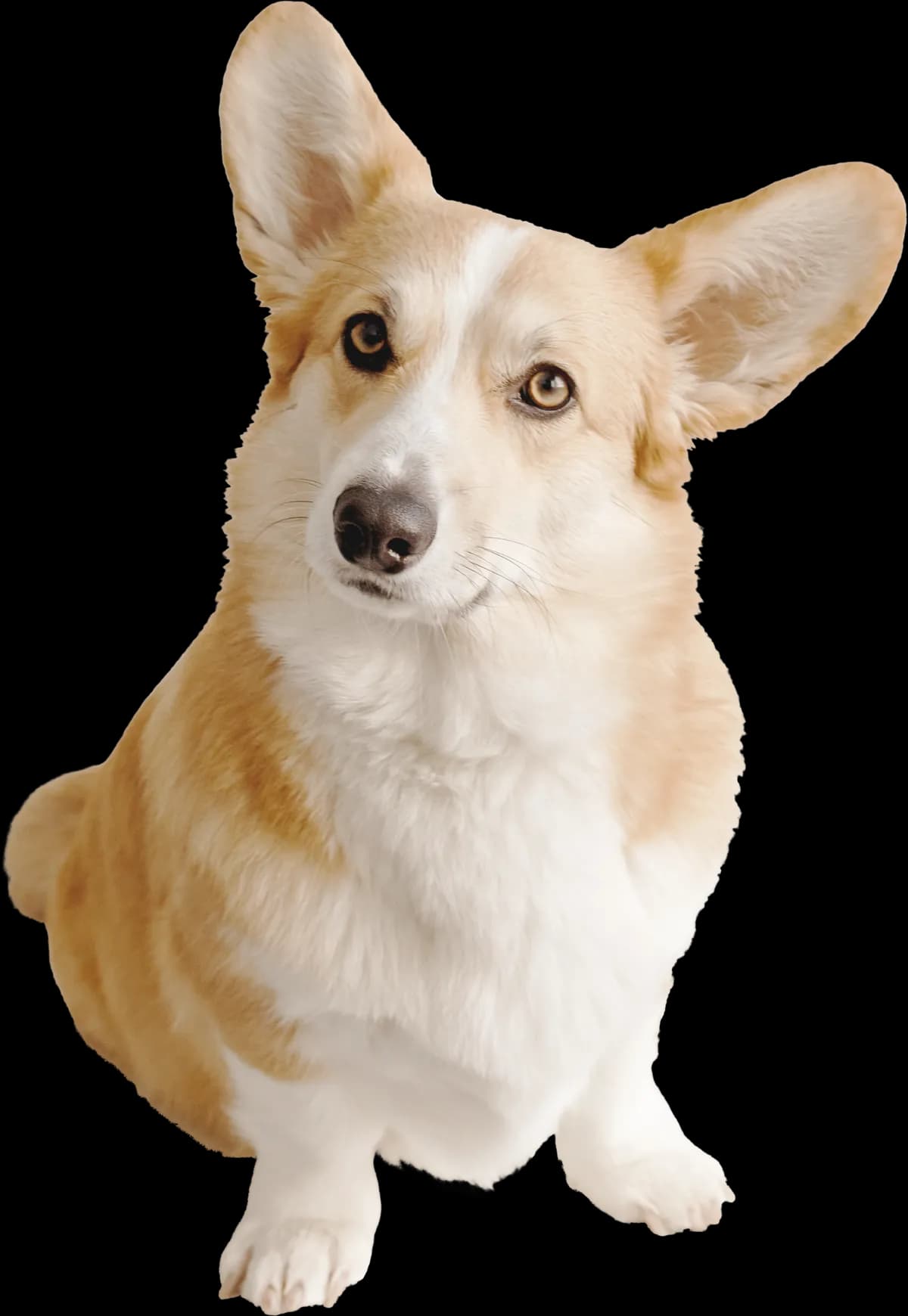 Friendly corgi sitting attentively